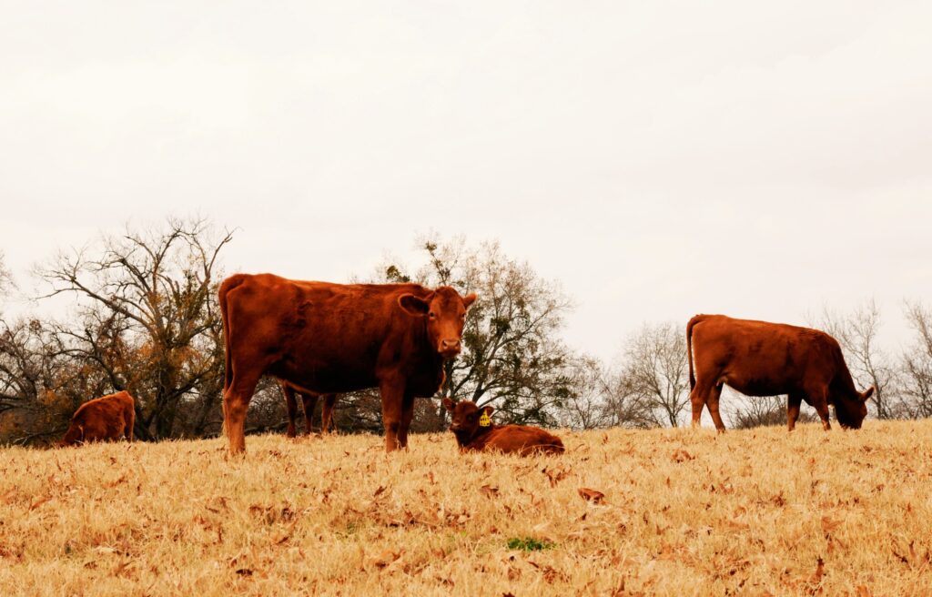 SEMEN & EMBRYOS EagleCrest Ranch
