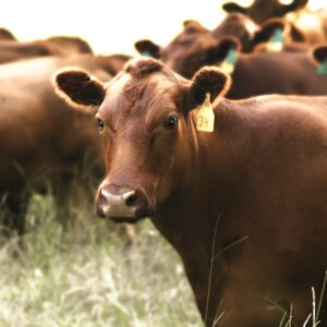 cow